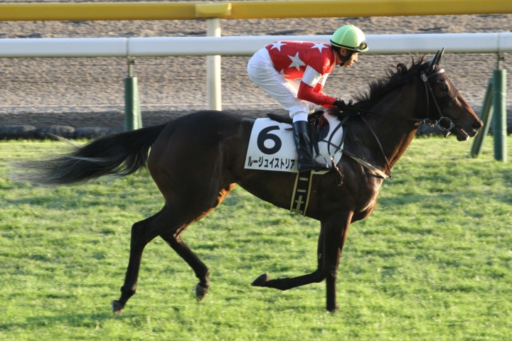 2勝クラス返し馬 ルージュイストリア