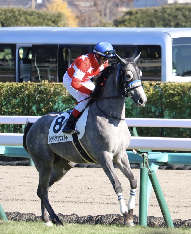 馬場入り レッドシュヴェルト