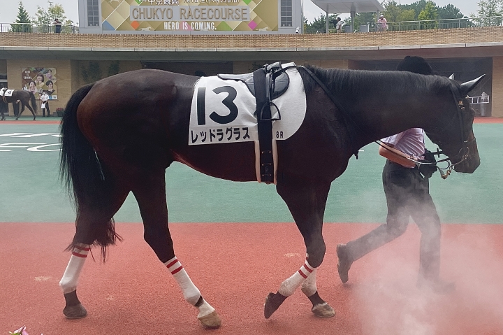 2023年7月 レッドラグラス