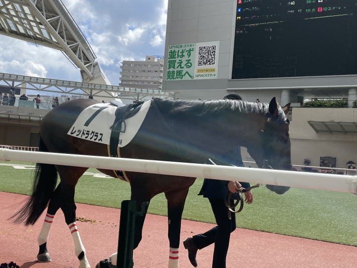 2024年3月 レッドラグラス