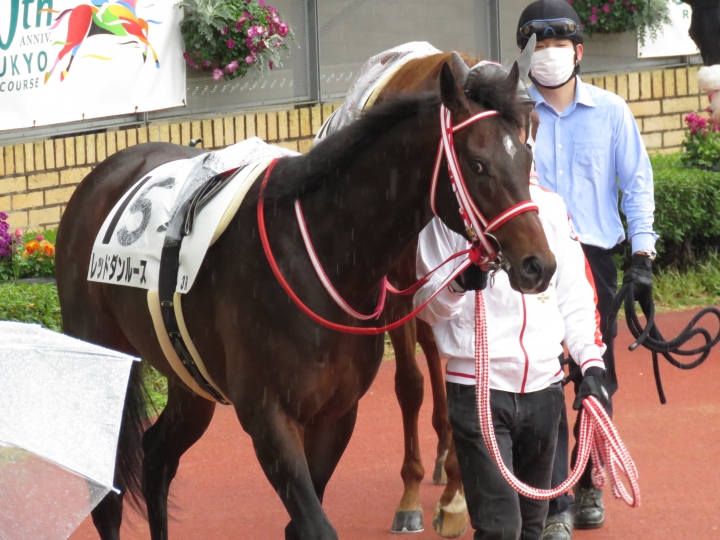 2022年3月 レッドダンルース