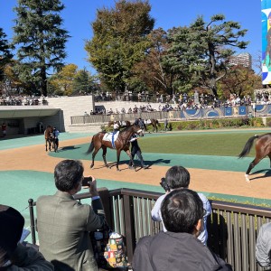 デビュー戦パドック