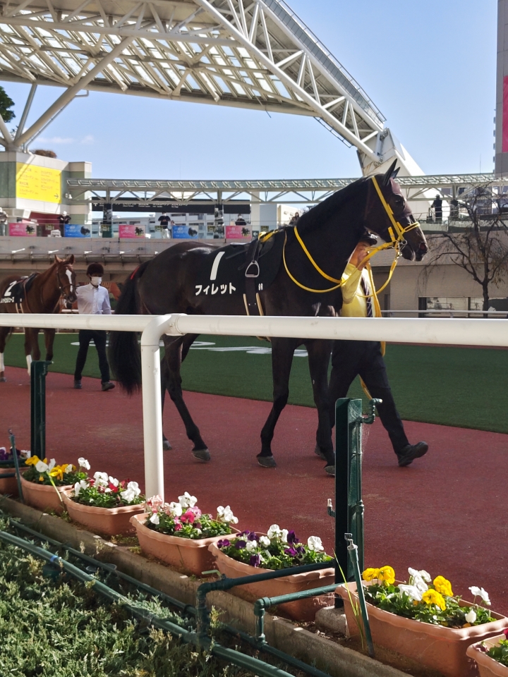 2022/11/27 白菊賞(1勝クラス) フィレット