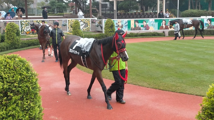 2024/10/19 北陸S(3勝クラス) プロスペリダード