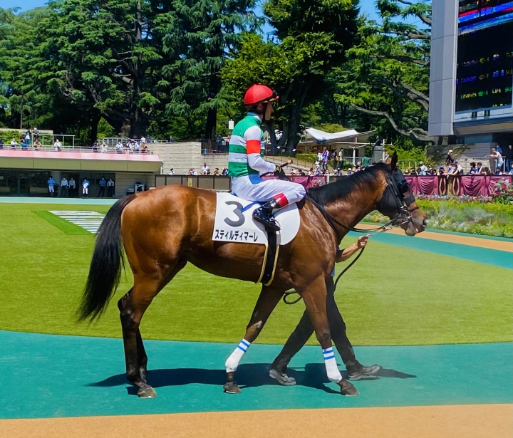 2022/6/25 2歳未勝利 スティルディマーレ