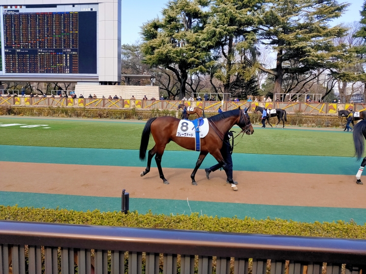 デビュー戦　パドック フレーヴァード