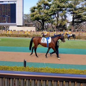 デビュー戦　パドック