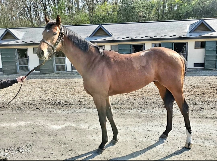 ノーザンファーム天栄 グランサバナ