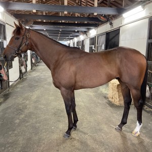 ノーザンファーム天栄