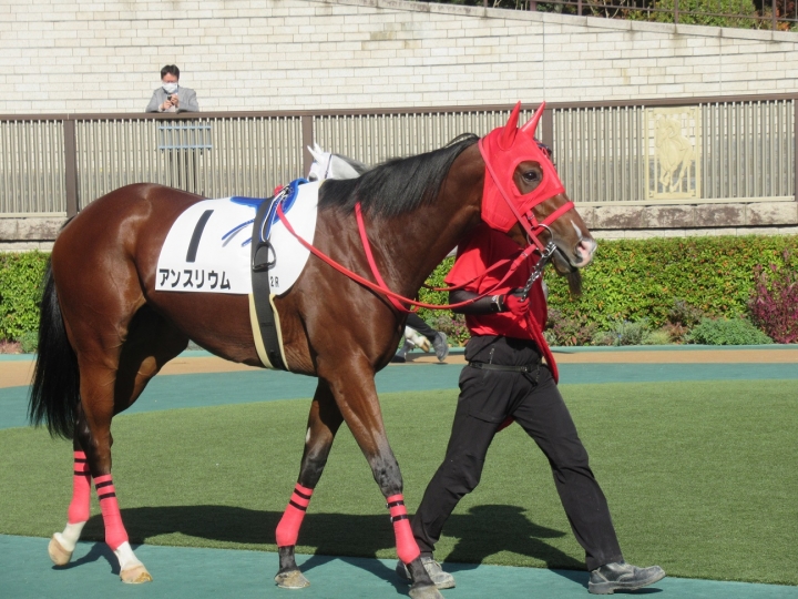 2歳未勝利パドック アンスリウム