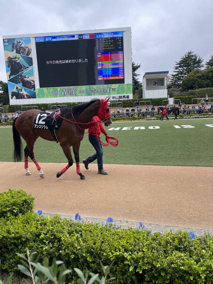2024/4/6 葛飾特別(2勝クラス) アンスリウム