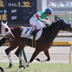 未勝利戦