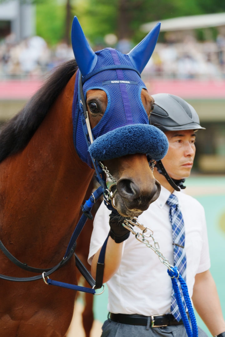 2023/5/20 カーネーションカップ(1勝クラス) ハリケーンリッジ