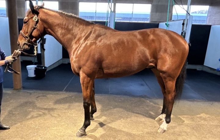 NF早来 フラグランツァ