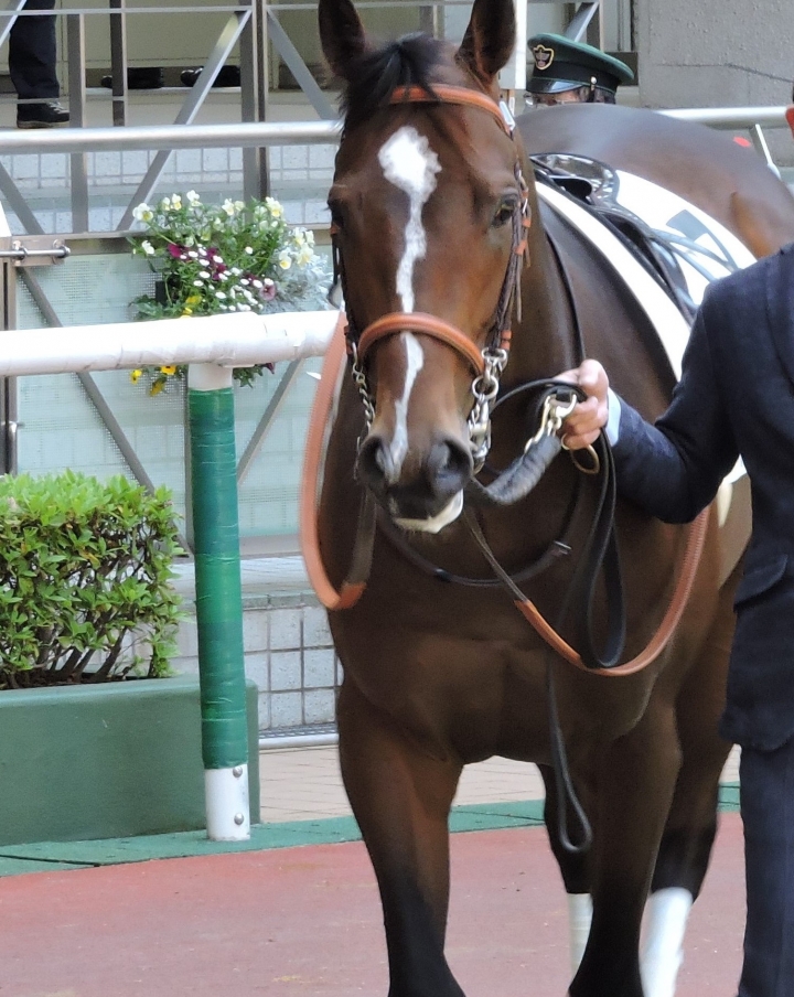 2023/4/23 3歳未勝利 ガーランドスタイル