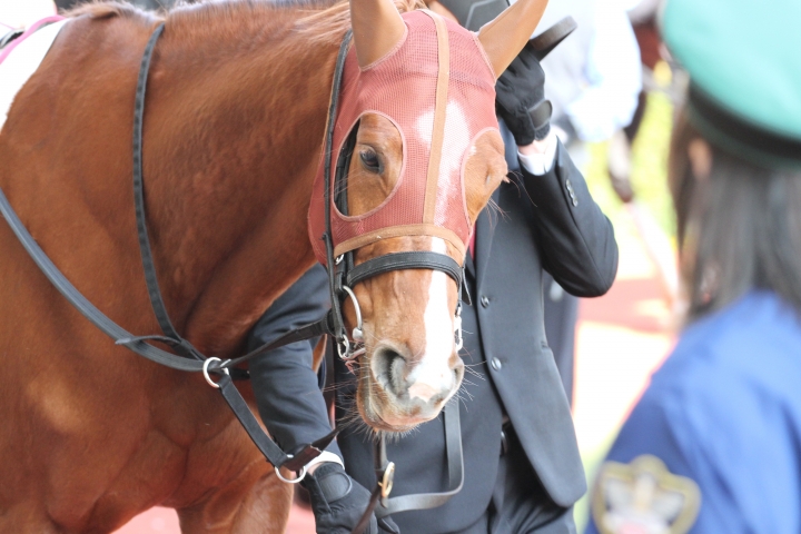 パドックアップ（2/11） パルクリチュード