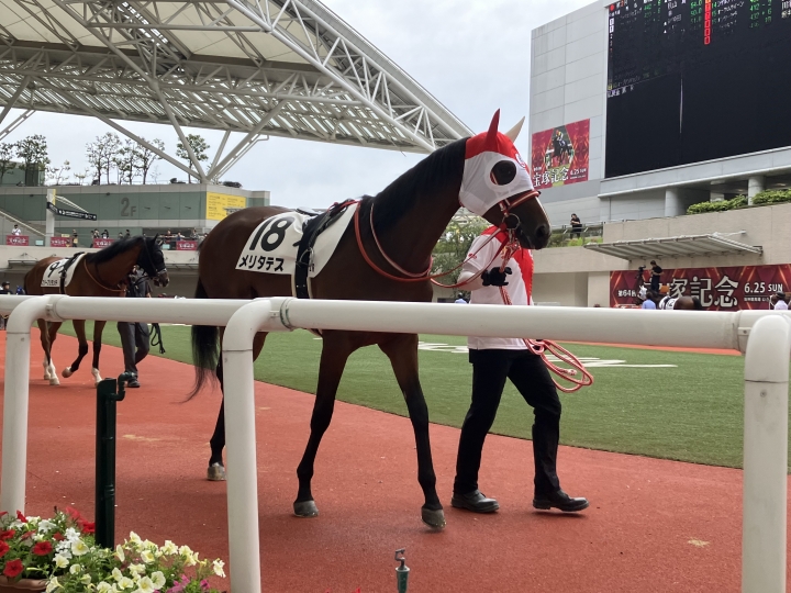 デビュー戦 メリタテス
