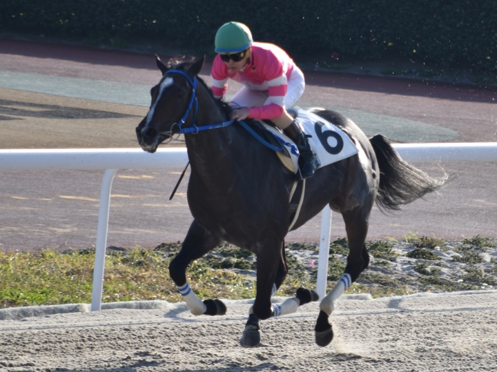 笠松４戦目最後の直線 ウイングランブルー
