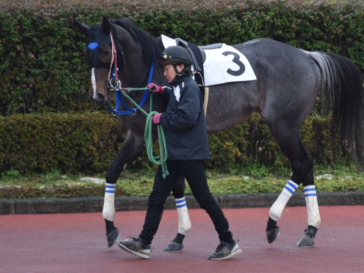 笠松６戦目パドック ウイングランブルー