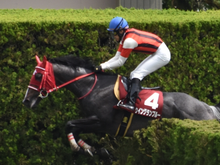 障害３戦目レース中 ウイングランブルー