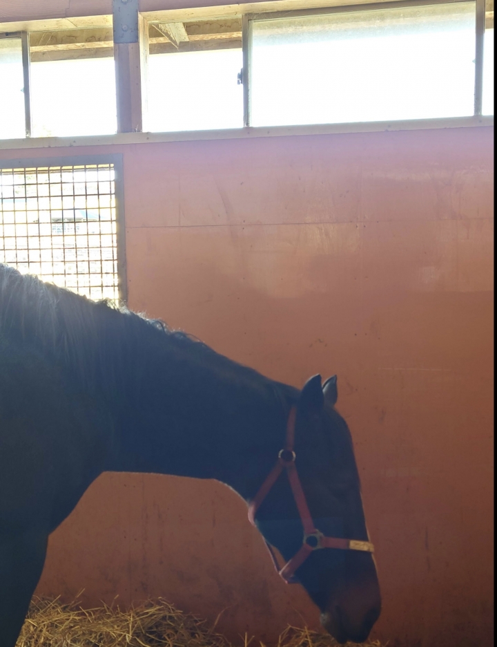 コスモビュー馬房 ウイングランブルー