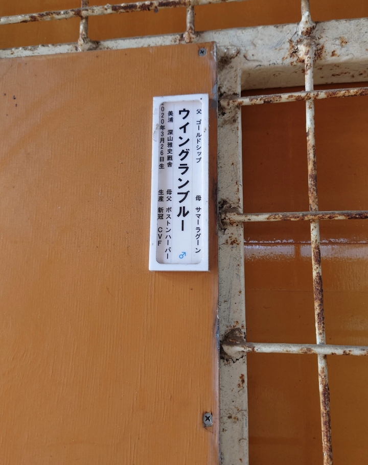 コスモビュー馬房 ウイングランブルー