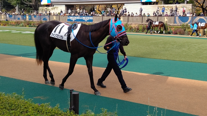 メイクデビュー東京 パドック ウインフロリゼル