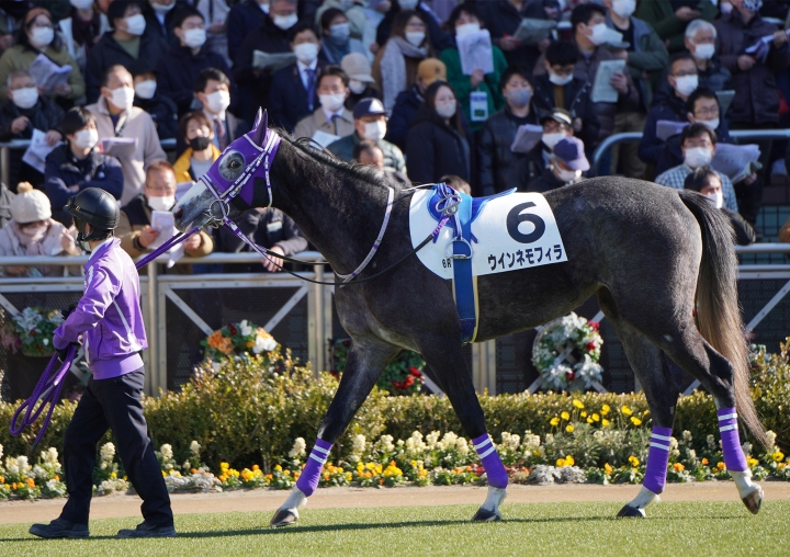 2023/1/8 3歳新馬 ウインネモフィラ