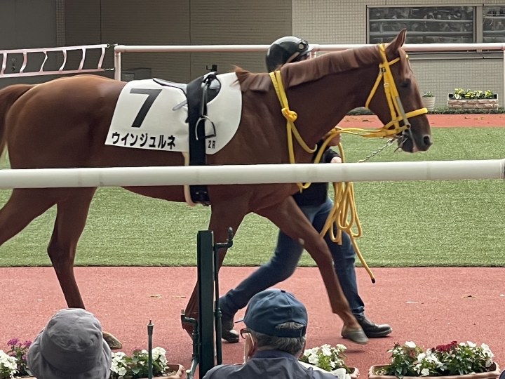 2022/10/9 2歳未勝利 ウインジュルネ