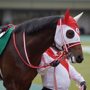 2023/2/12 共同通信杯(G3)