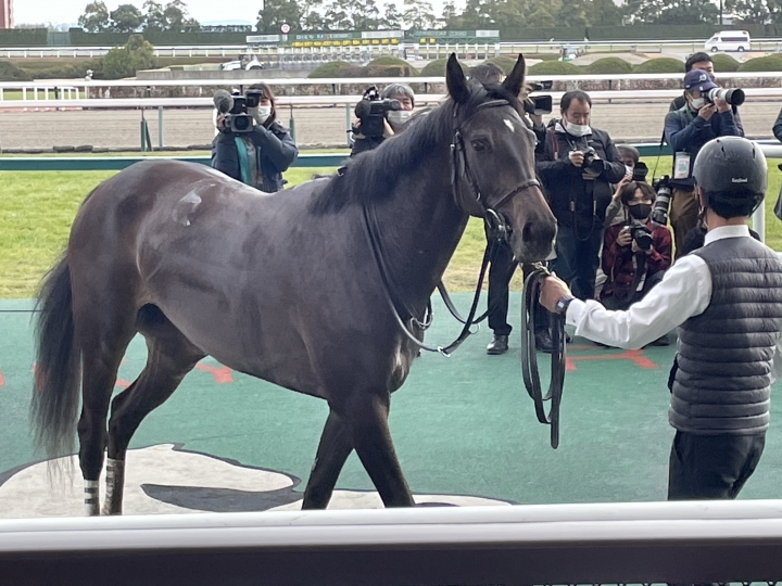 新馬勝ち マスクトディーヴァ