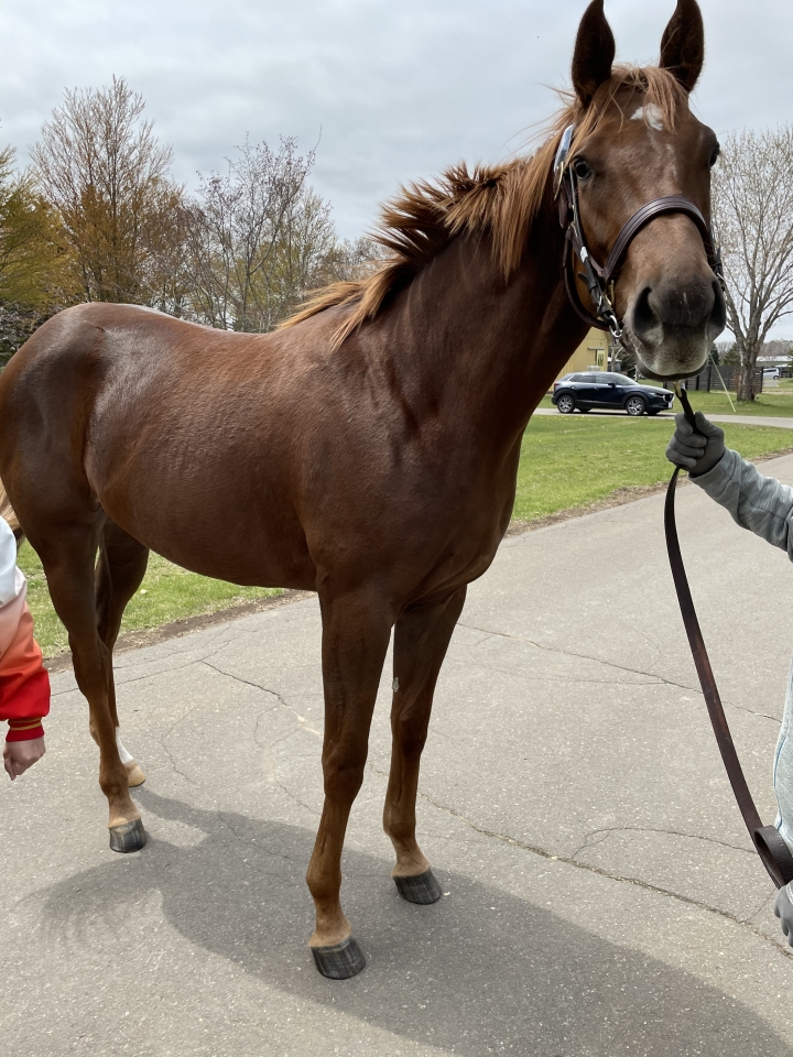 社台ファーム アルーリングビュー