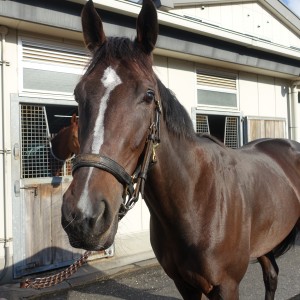 グリーンウッド（2023年11月）