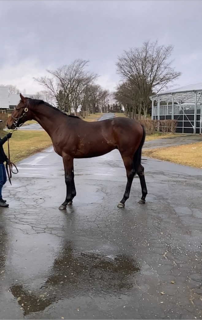 社台ファーム（1歳時) カネフラ