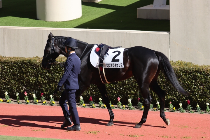 2025年1月 クロスライセンス