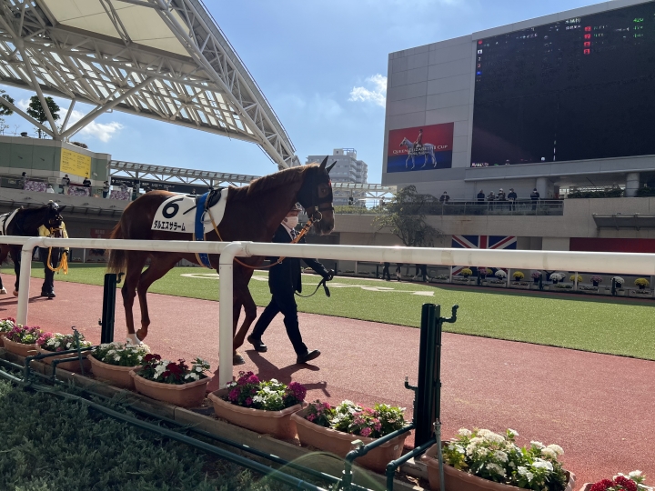 2022/11/5 2歳未勝利 ダルエスサラーム