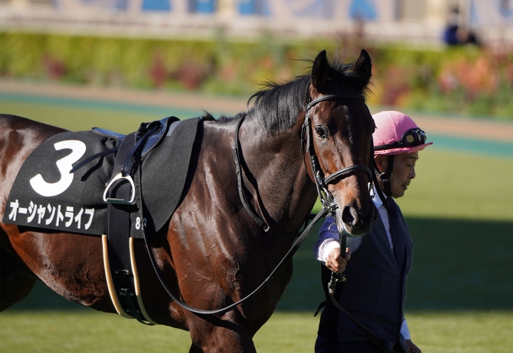 2022/11/27 ベゴニア賞(1勝クラス) オーシャントライブ