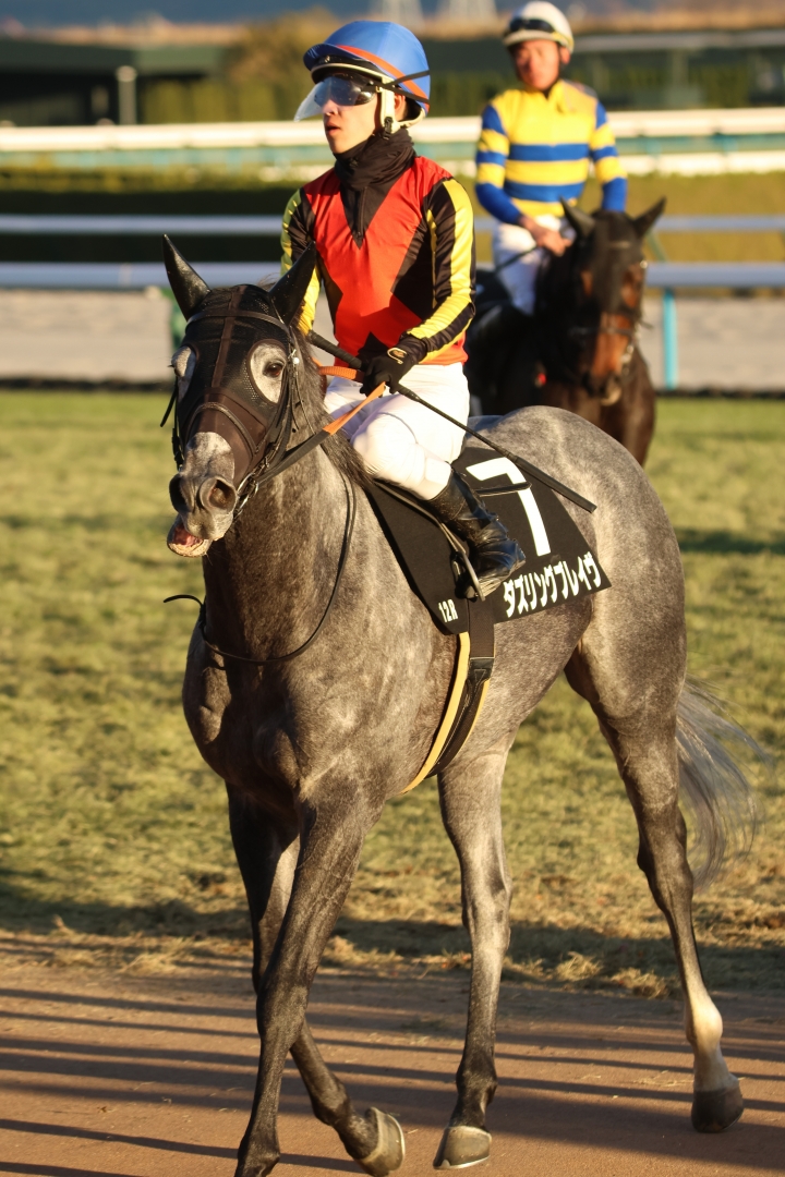 2024/12/22 ジングルベル賞(2勝クラス) ダズリングブレイヴ