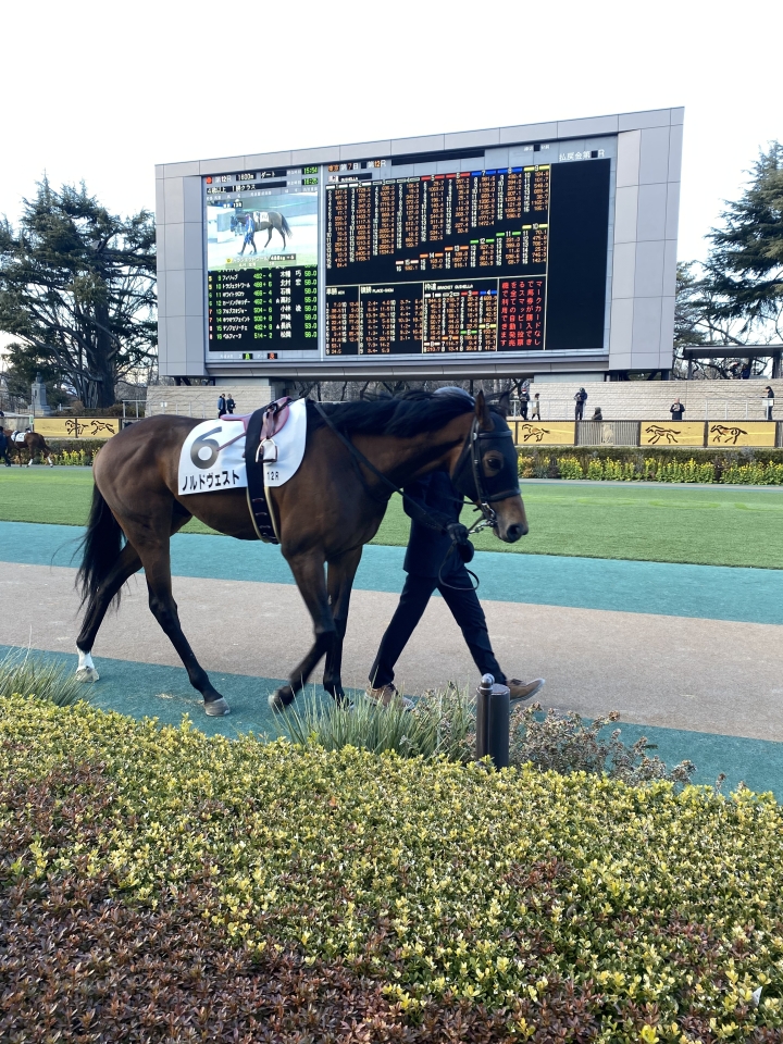 2025/2/22 4歳以上1勝クラス ノルドヴェスト