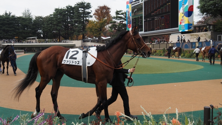 2022/11/26 2歳新馬 ヴァリドゥス