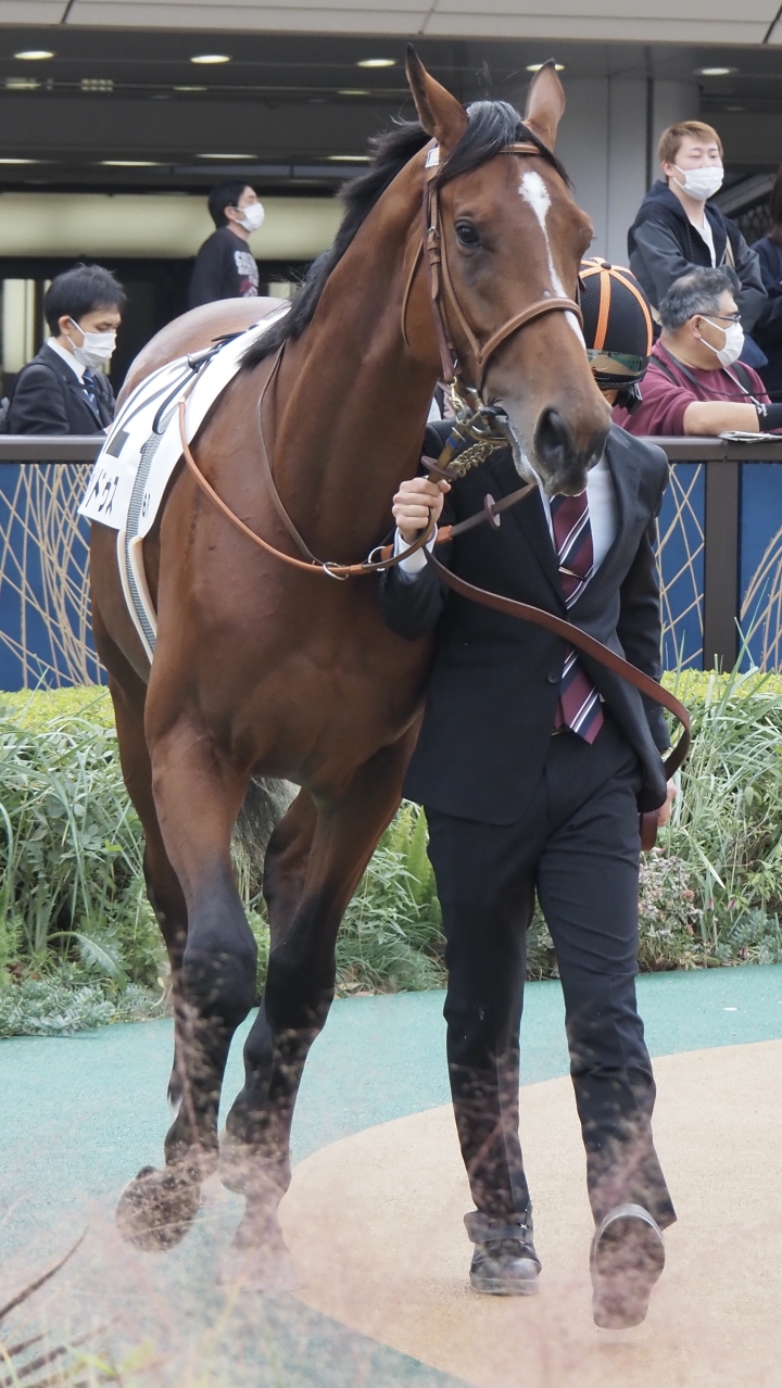 2022/11/26 2歳新馬 ヴァリドゥス