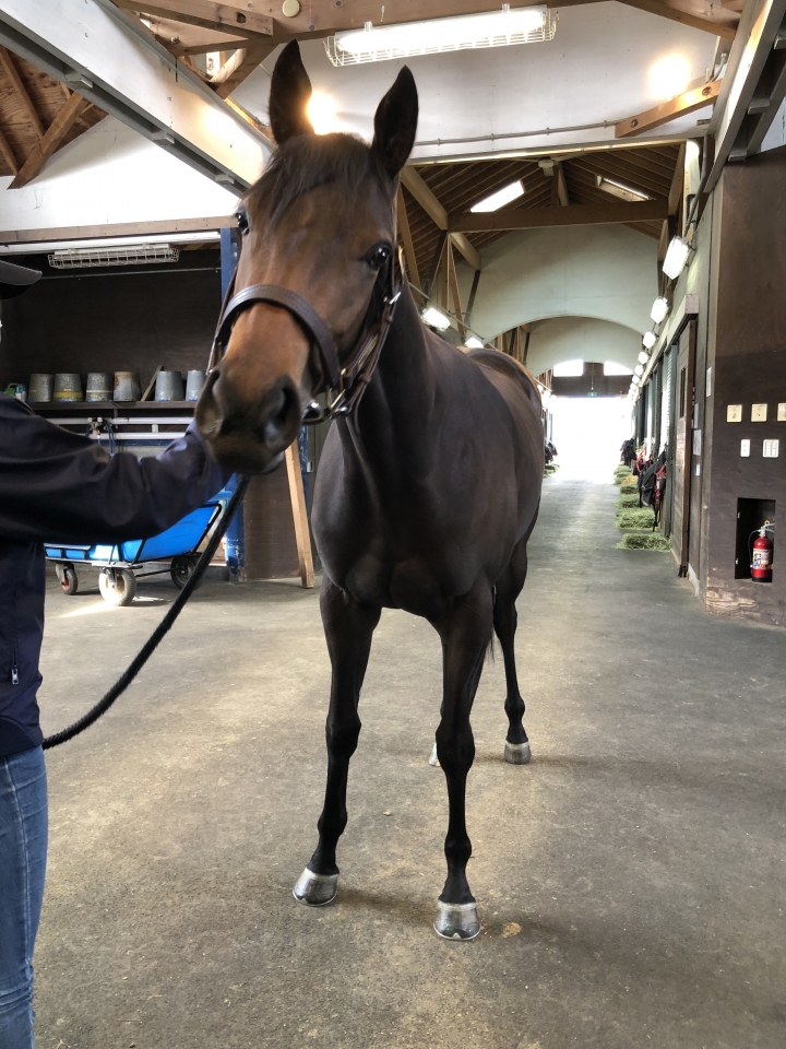 追分リリーバレーにて バステト