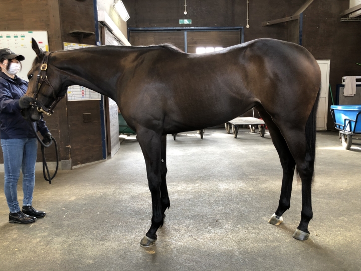 追分リリーバレーにて バステト