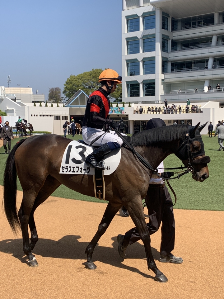 デビュー戦　中山4レース4/1 ゼラスエフォーツ