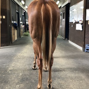 追分リリーバレーにて