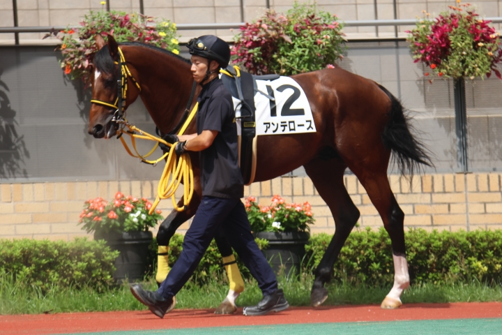 2024年9月 アンテロース