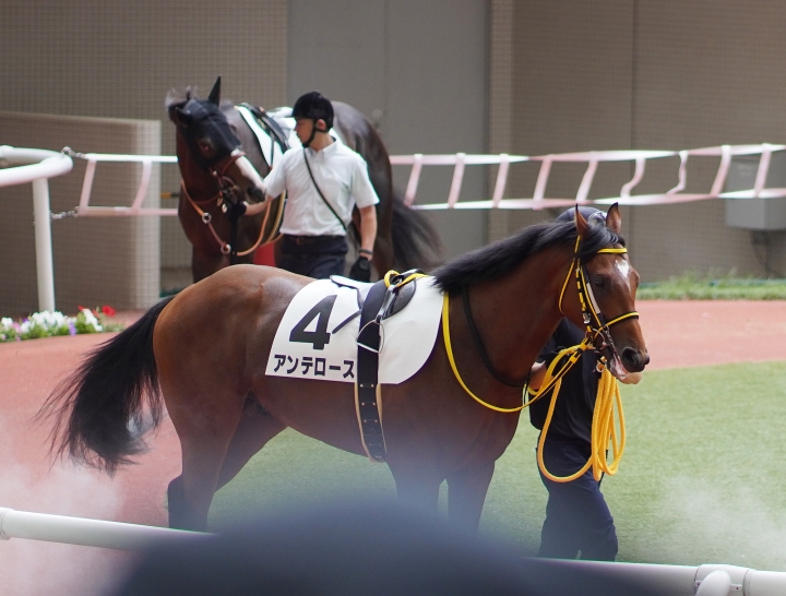 2022/6/26 2歳新馬 アンテロース