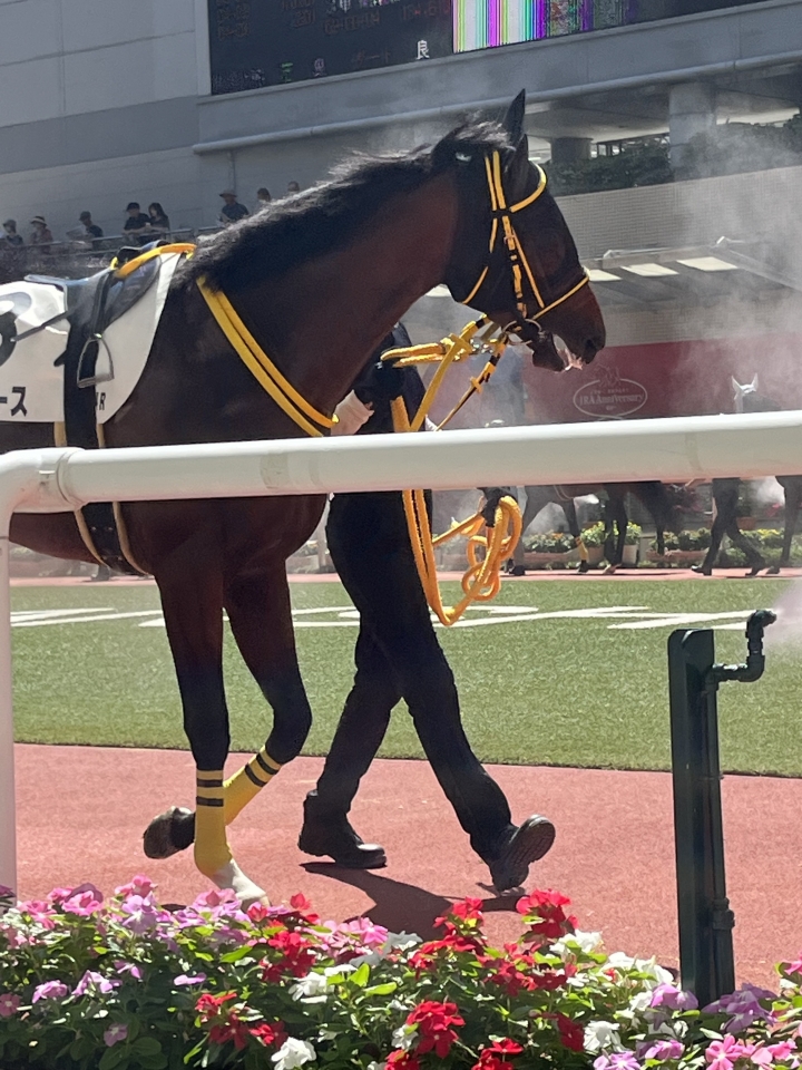2023/9/16 3歳以上1勝クラス アンテロース