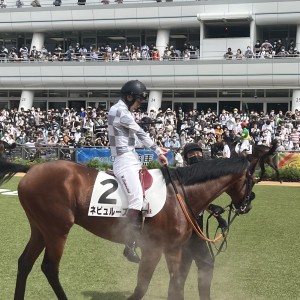 新馬戦パドック