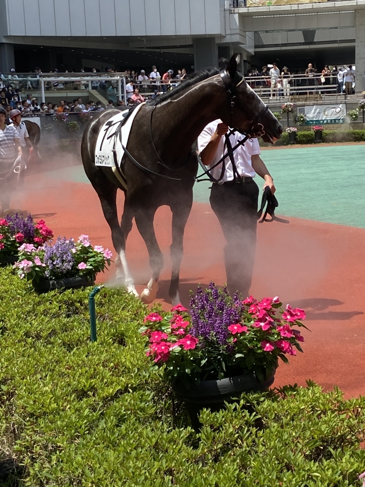 2023/7/16 3歳未勝利 フォミルマジック